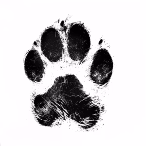 Primer Plano Huella Pata Fondo Blanco Sombra Animal 949067 15325 300x300
